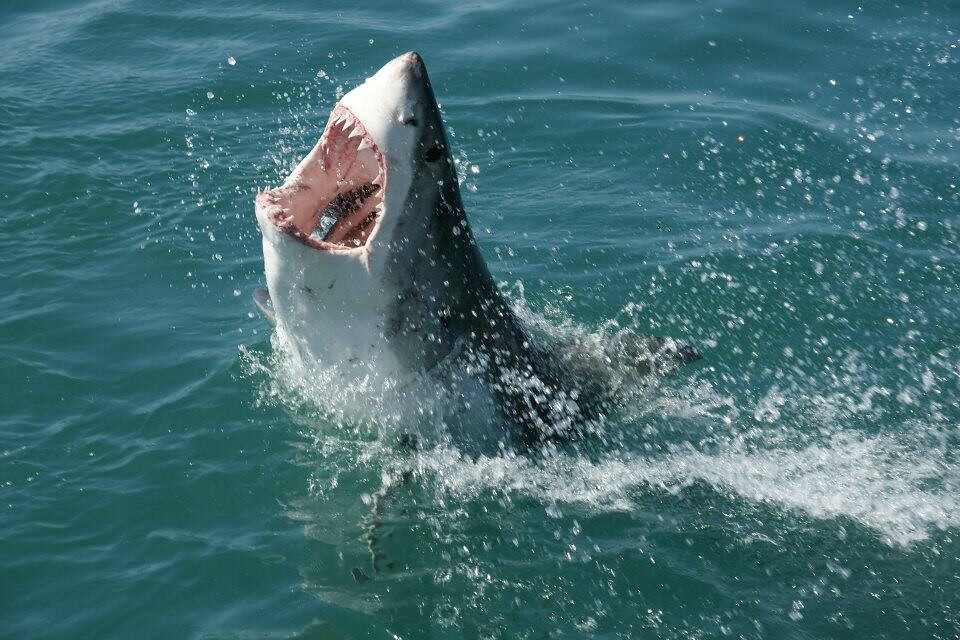 Australia ordena matar a tiburón tras ataque mortal en Perth