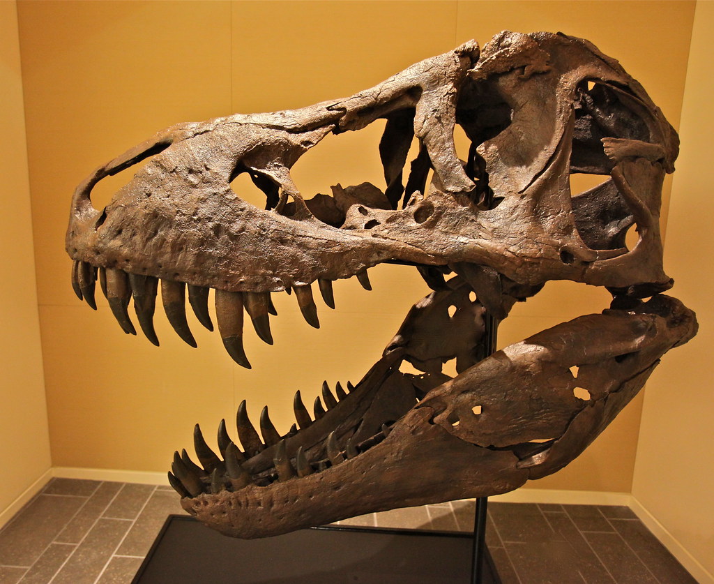 Estudio revela que el T. Rex era de sangre caliente