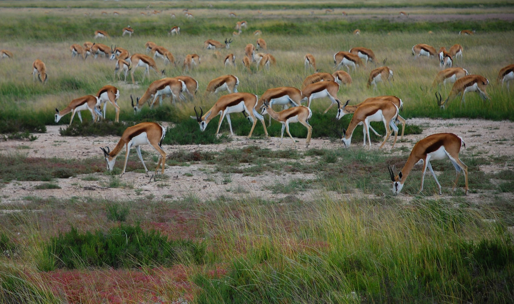 Imagen: CarolineG2011, BY-SA 2.0 (vía Openverse). El springbok: el antílope que resiste sin agua años enteros