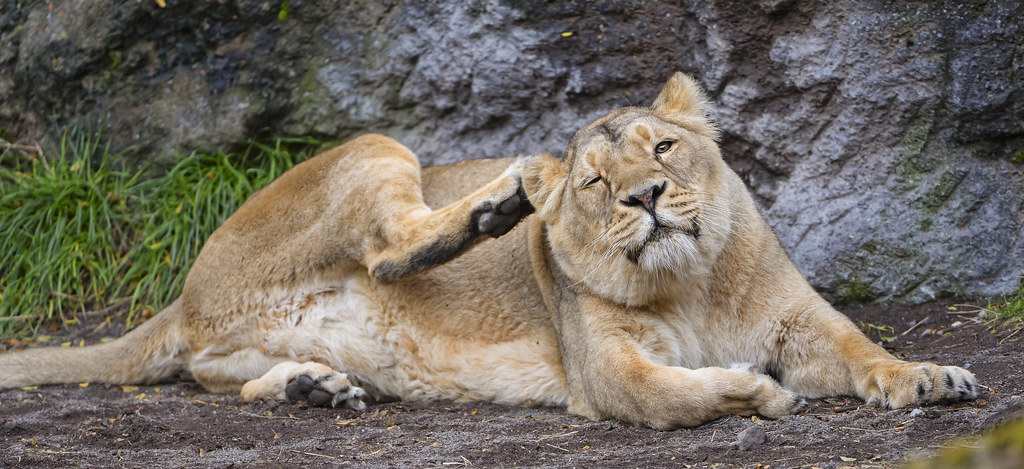 22 consejos que todo dueño de gato debería conocer