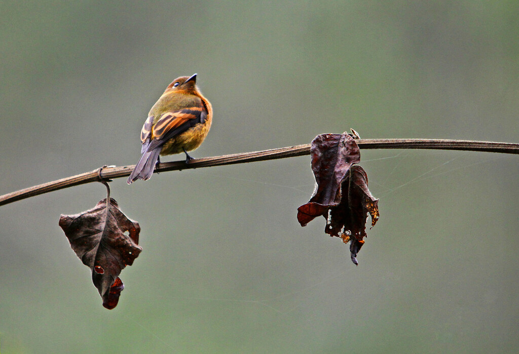Wikipedia destaca al colorido papamoscas canela