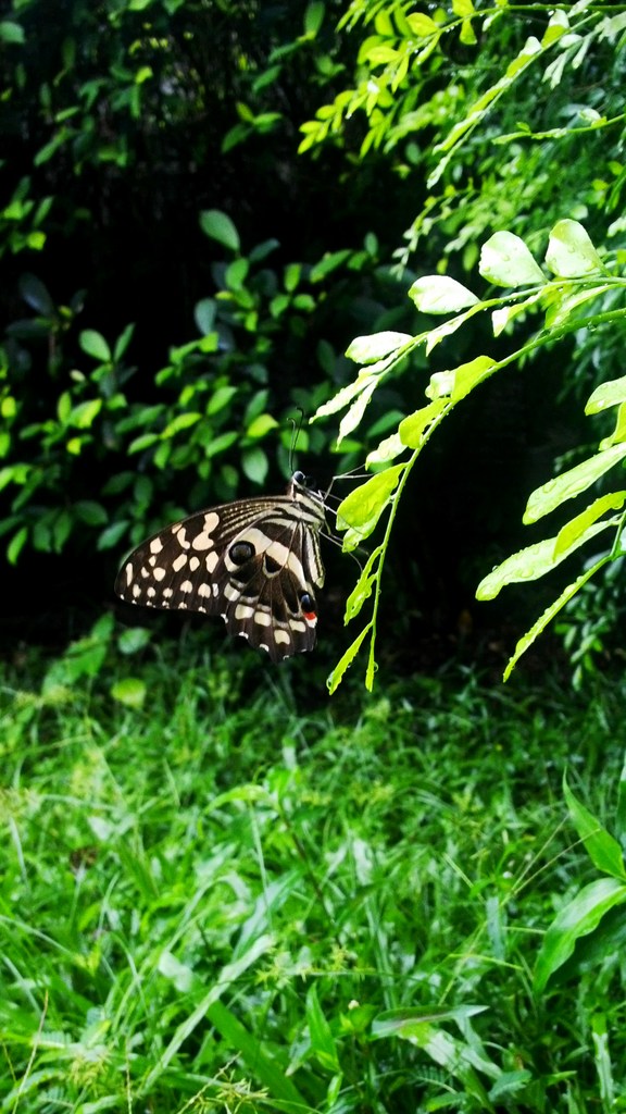 La mariposa que imita a otras para sobrevivir