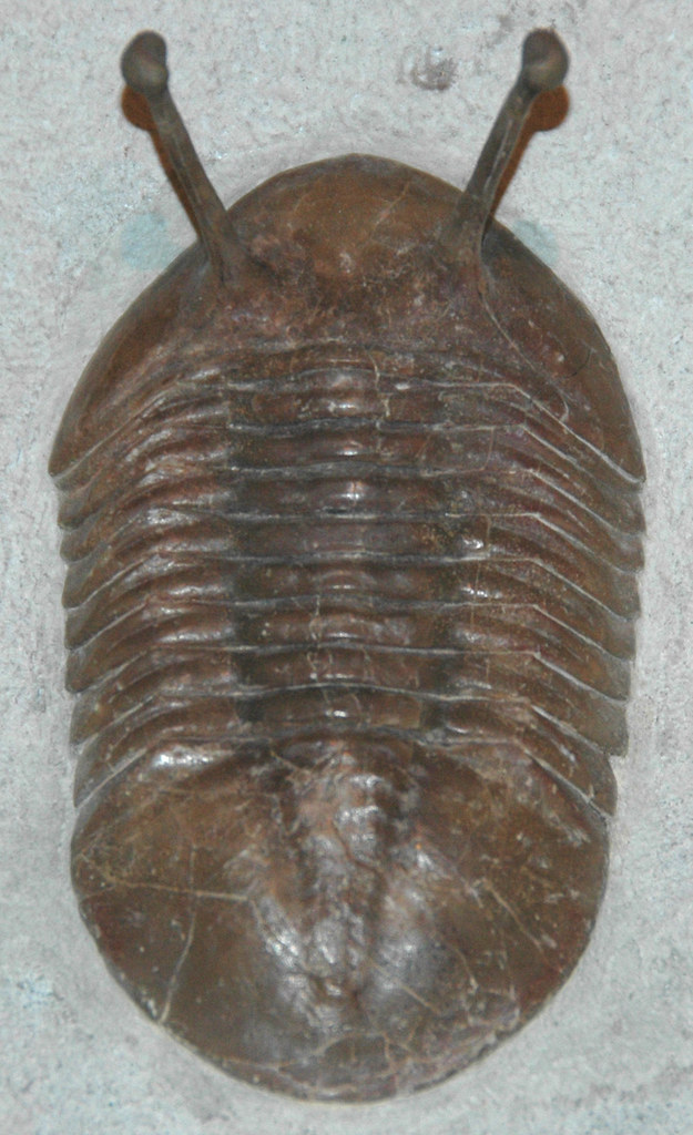 Los primeros insectos del mundo tenían muchas más patas