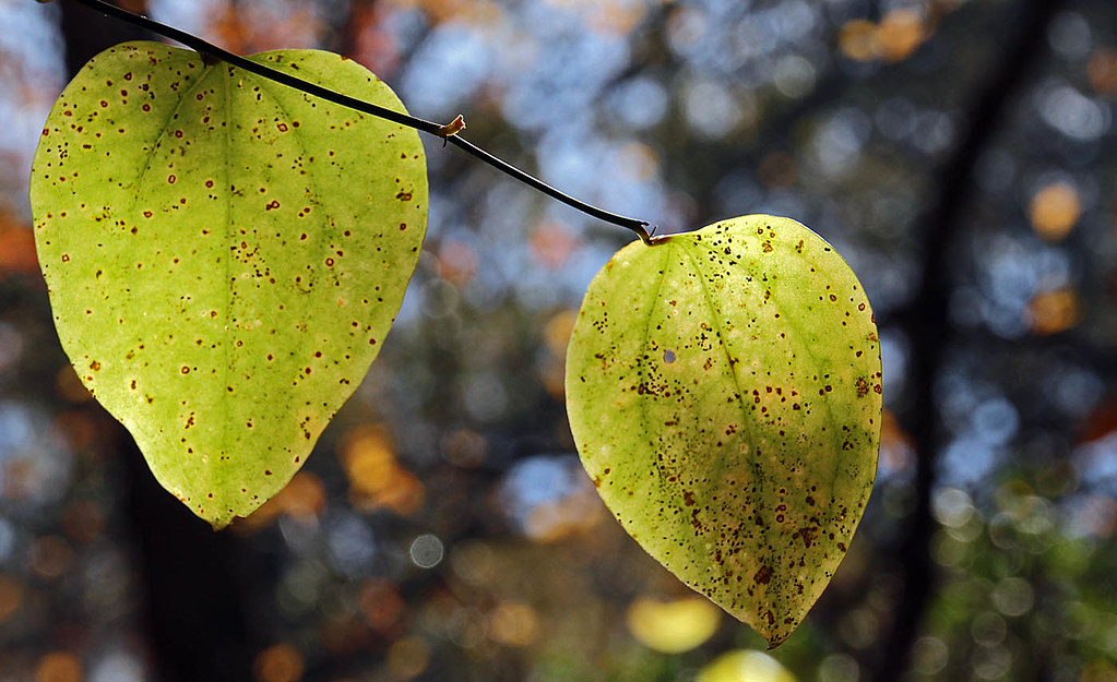 BuzzFeed lanza quiz de otoño con acechador espeluznante