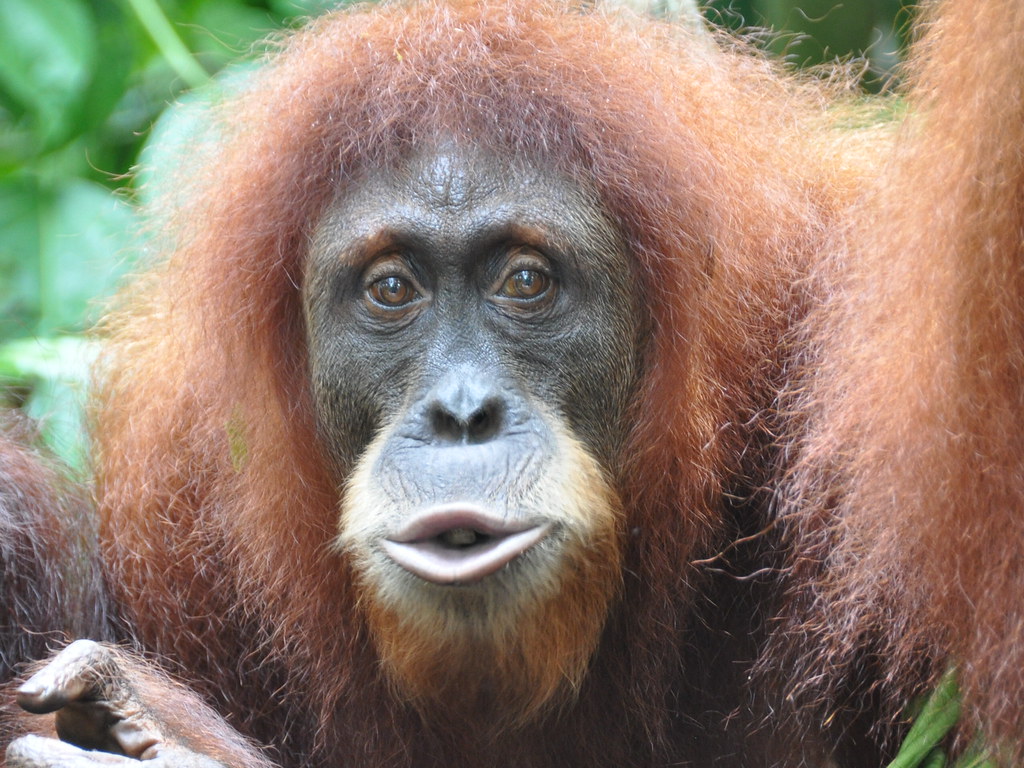 Incendios en Borneo ponen en riesgo a los orangutanes