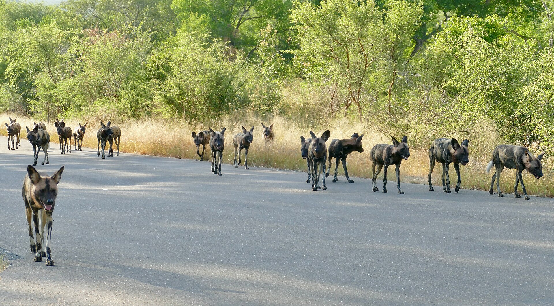 Perros salvajes africanos hacen viaje récord de 4,000 km por amor