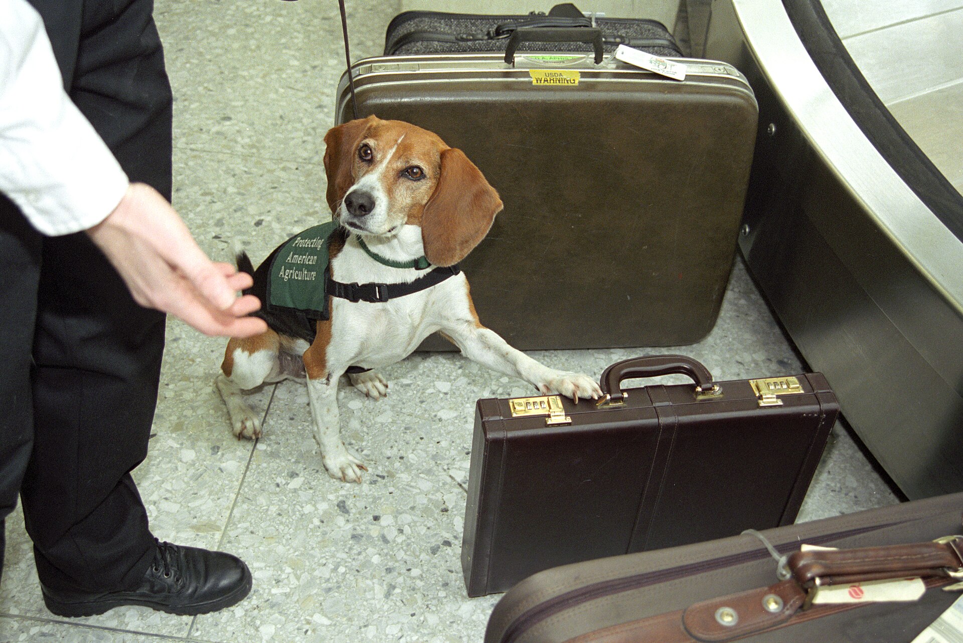 Imagen: U.S. Department of Agriculture. ¿Sabes cómo se llaman los grupos de animales?