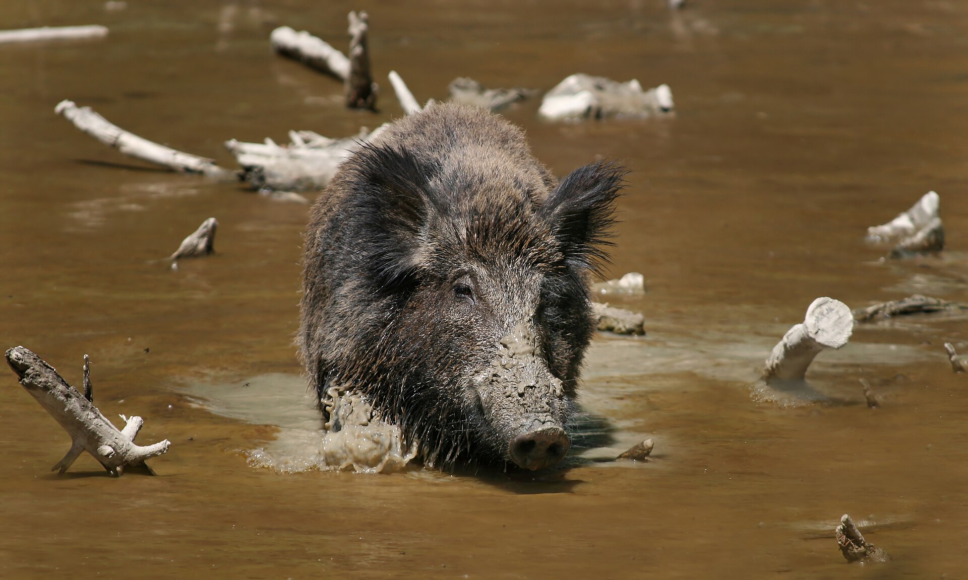 Zambia alerta: no comer carne de animales muertos por ántrax