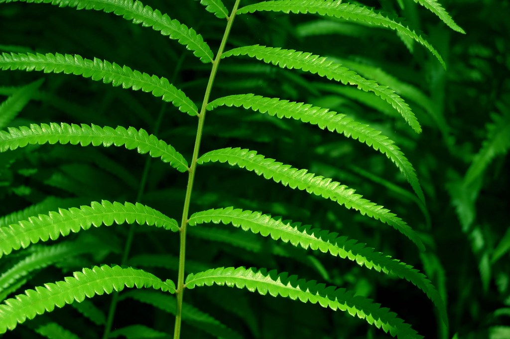 BuzzFeed reta tu conocimiento de plantas con quiz de 10 preguntas