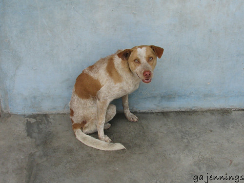 Imagen: iquitos, BY-ND 2.0 (vía Openverse). Perro no ladra a intruso en San Diego; expertos explican por qué
