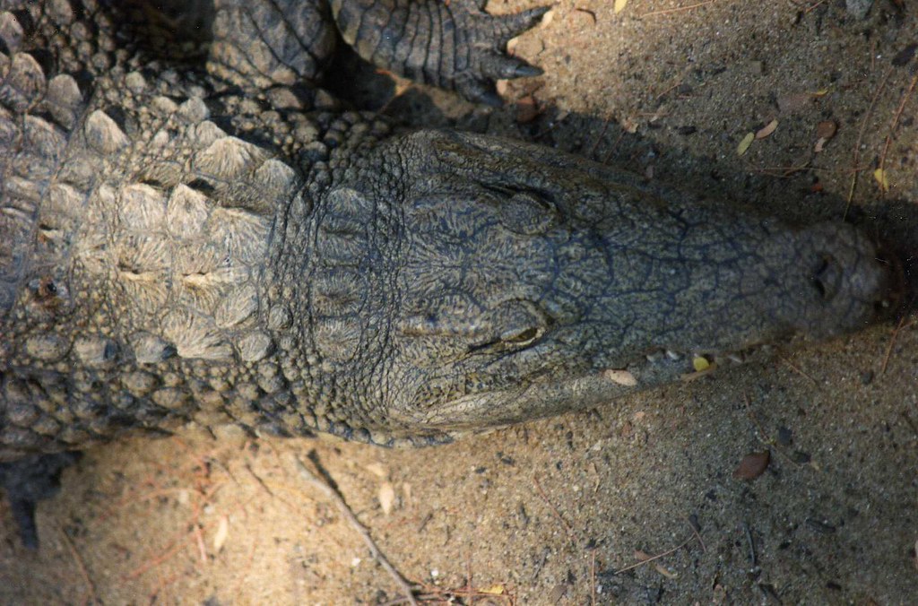Río con 500 cocodrilos será sede olímpica; la duda es otra