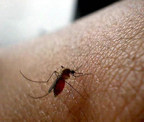 Por qué los mosquitos pican más a unas personas que a otras