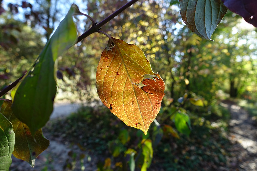 Solo el 7% pasa este quiz sobre la ciencia del otoño