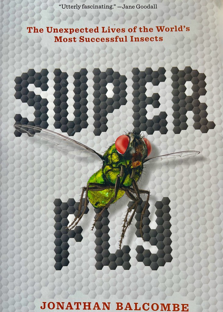El cerebro de mosca de Google: ¿hay algo que no resuelva?