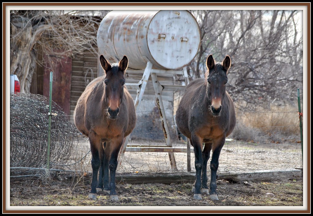 El burro en el pozo: una fábula sobre nunca rendirte