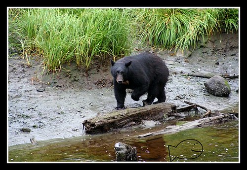 El oso 'Backpack' gana el Fat Bear Week en Alaska