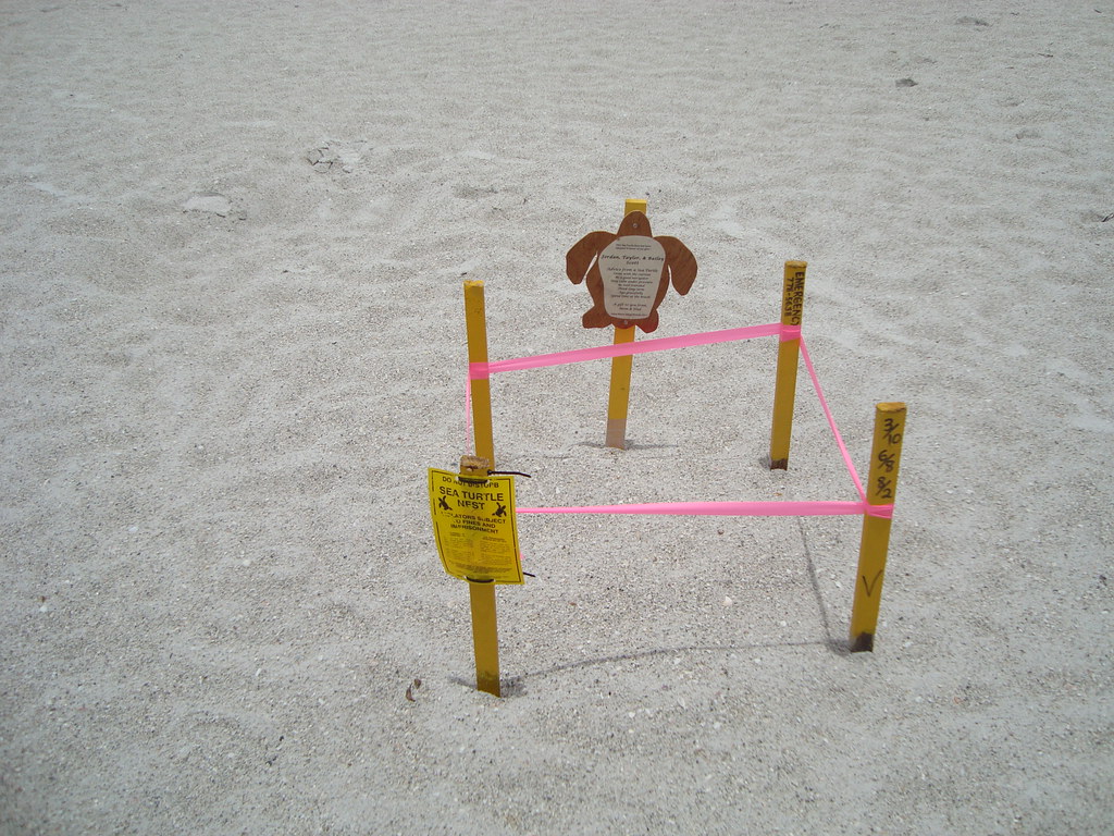 Miles de tortugas invaden playa de Oaxaca para anidar
