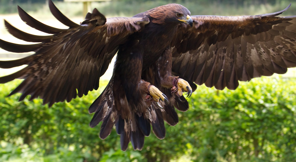 El águila real, foto del día en Wikipedia