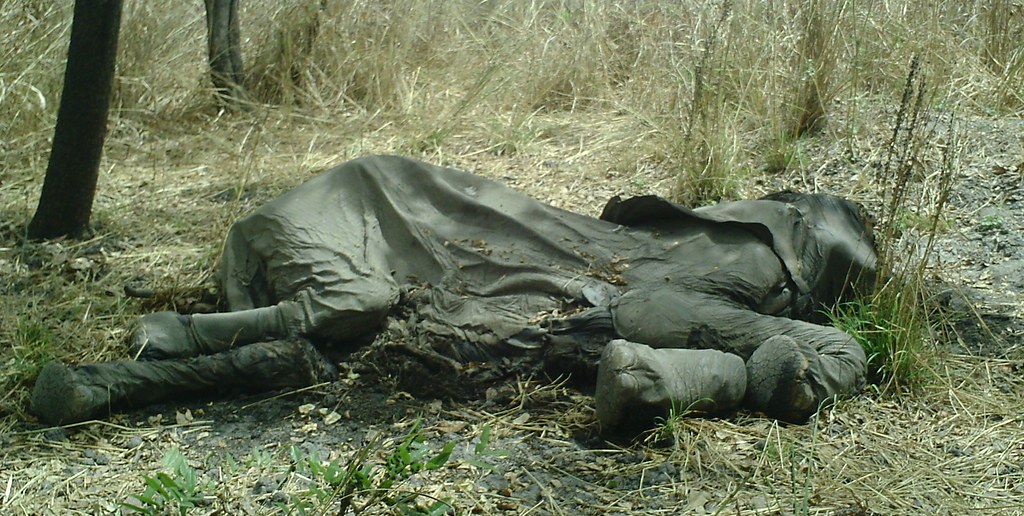 Críticas a Botsuana por matar 23 elefantes en su aniversario
