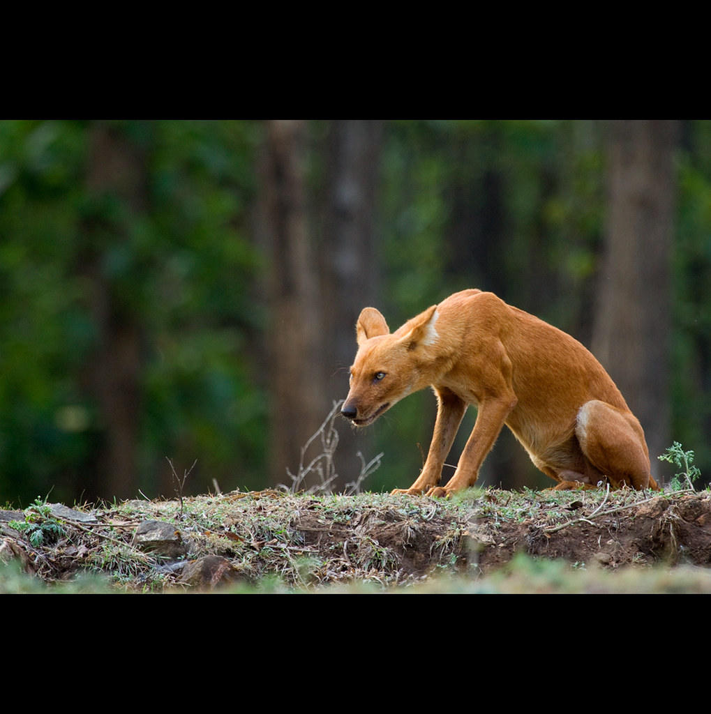 Descubren nueva especie de gato montés en Bolivia