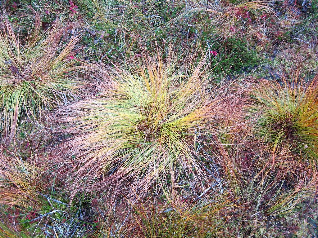 'Bogland': un viaje fascinante por los pantanos del mundo
