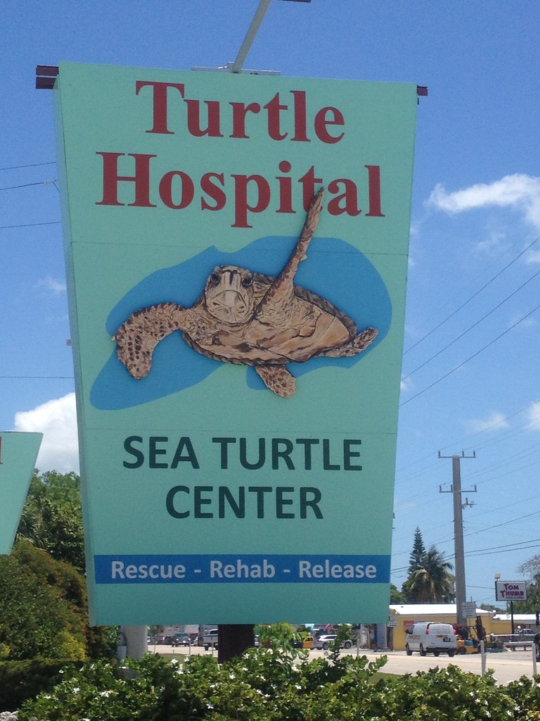 Imagen: MyFWC Florida Fish and Wildlife, BY-ND 2.0 (vía Openverse). Tortugas rescatadas en JFK tras contrabando se recuperan en…