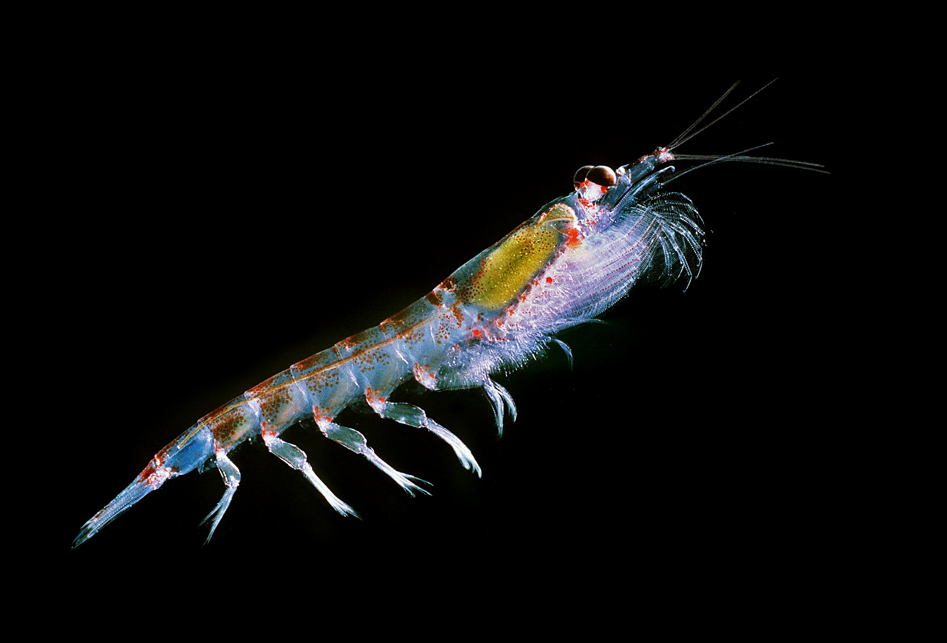 Video microscópico revela la belleza invisible de la vida