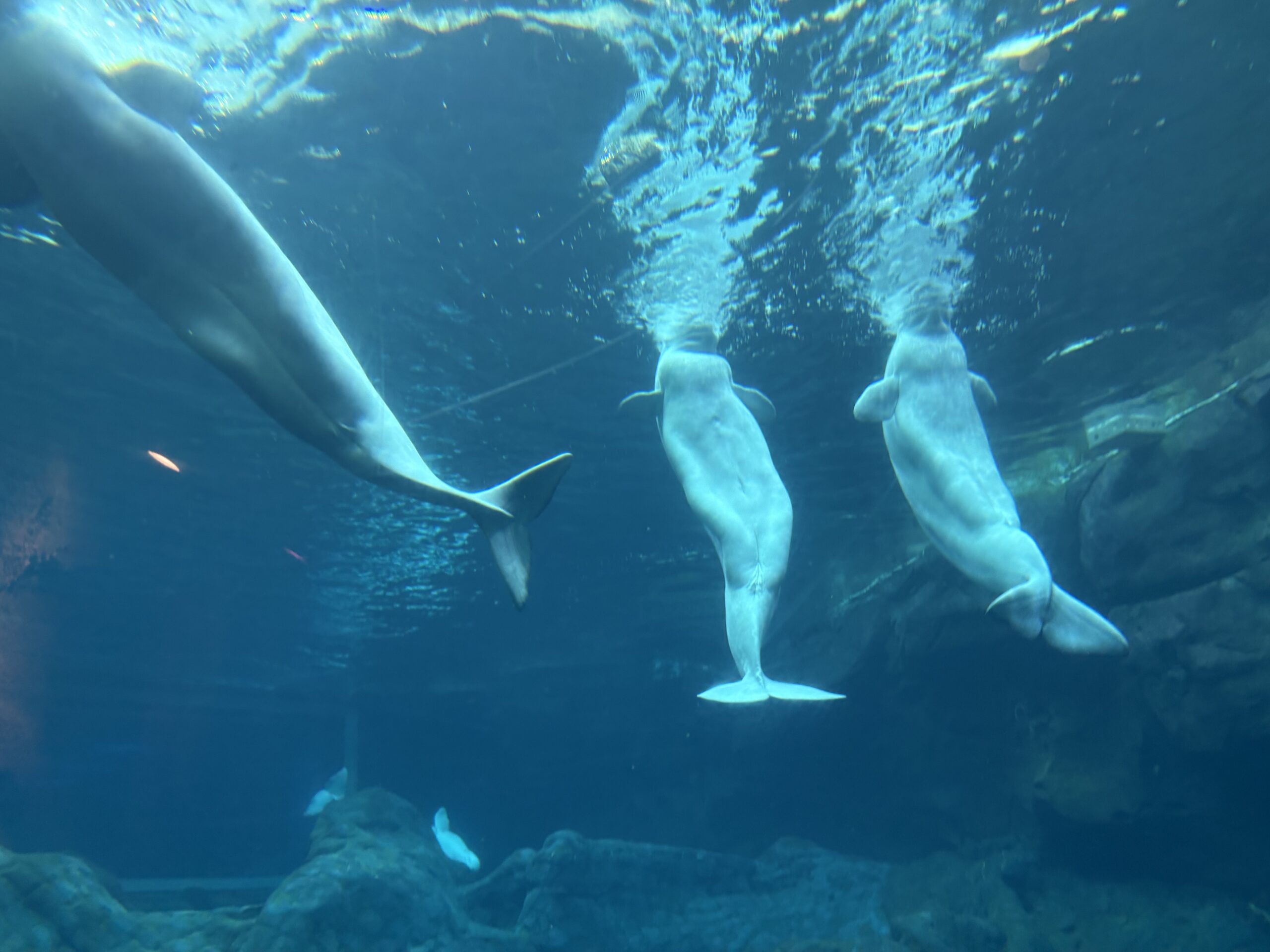 Mueren cuatro belugas tras rescate masivo desde Canadá