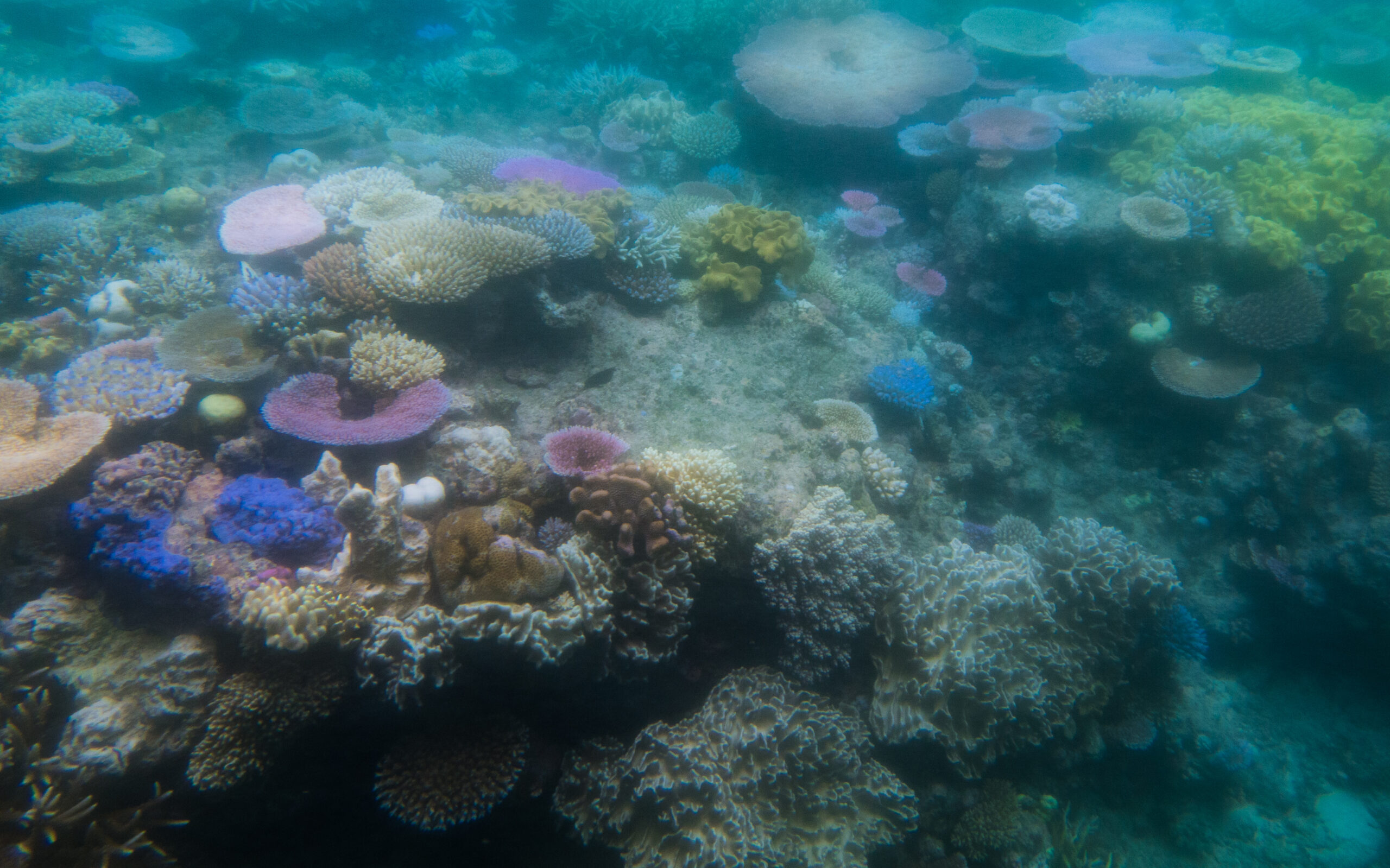 Arrecifes de coral no logran recuperarse del calor extremo