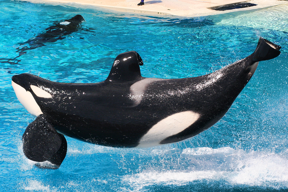 Pareja relata su rescate tras choque de ballena con su velero