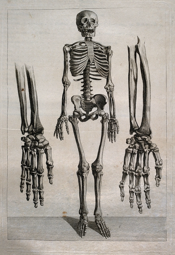 Imagen: Autor desconocido, CC0 1.0 (vía Openverse). ¿Conoces tu cuerpo? Pon a prueba tu anatomía