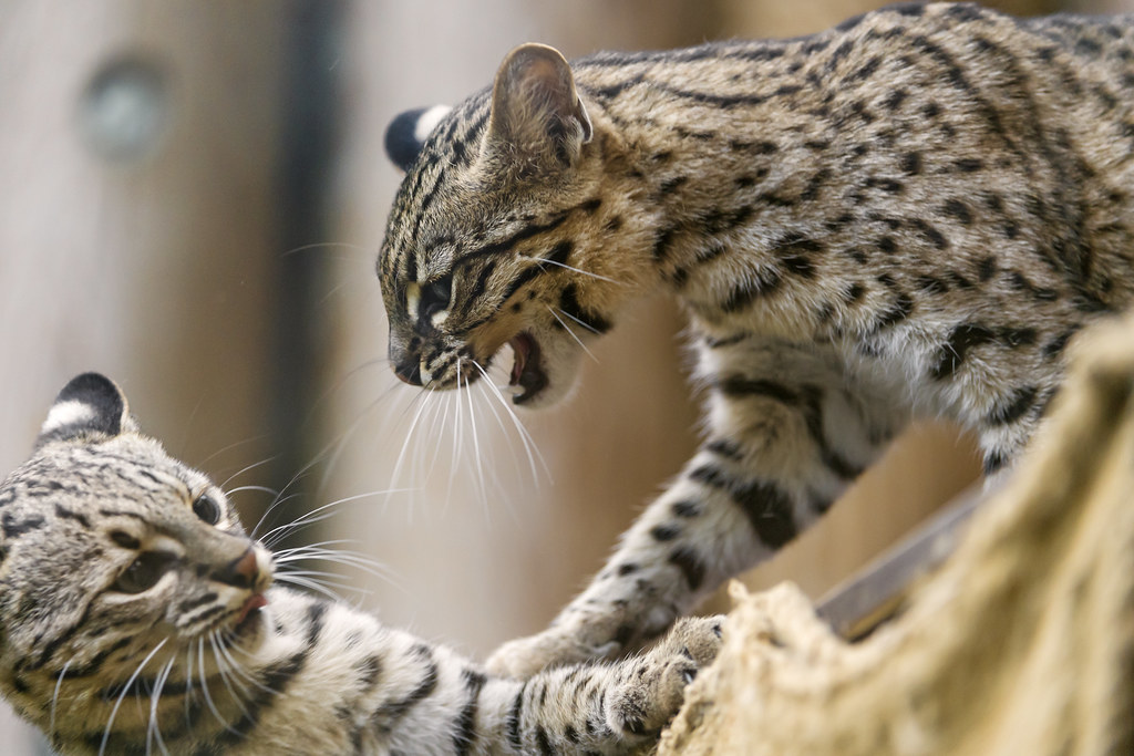 BuzzFeed reta a los amantes de los gatos con quiz felino