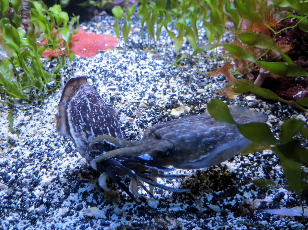 El misterio cerebral detrás del camuflaje de los calamares
