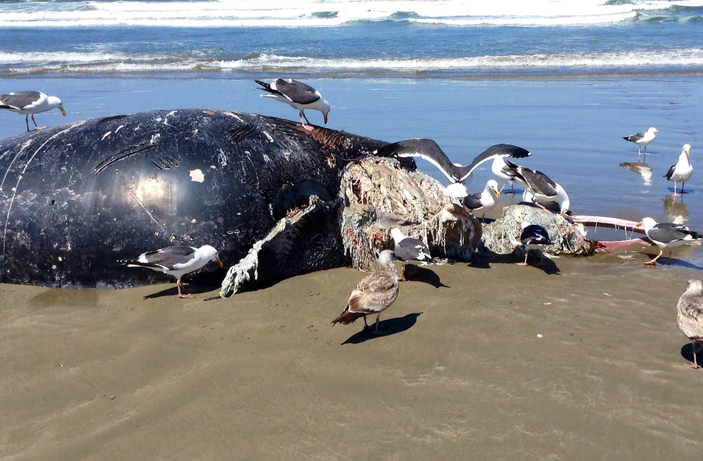 Una ballena jorobada muestra señales de duelo por su cría