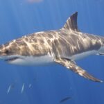 El tiburón que conquistó Corea del Sur y busca volver al mar
