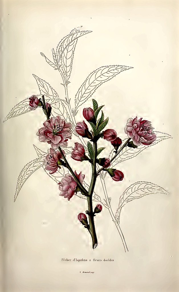 Imagen: Swallowtail Garden Seeds, PDM 1.0 (vía Openverse). 25 fotos poco vistas de la princesa Diana desde niña