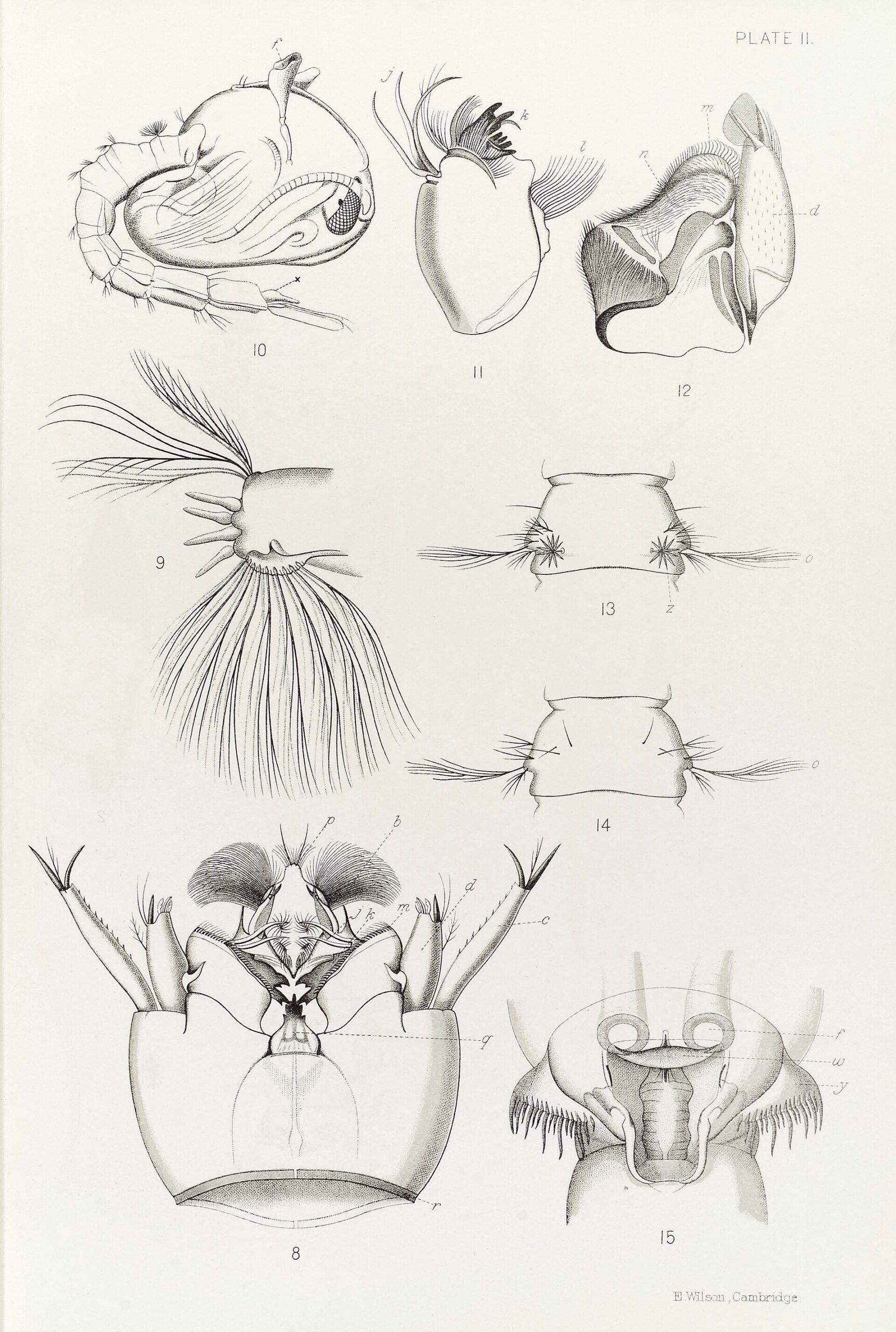 Imagen: . Wikipedia muestra la anatomía de un mosquito en su imagen del día