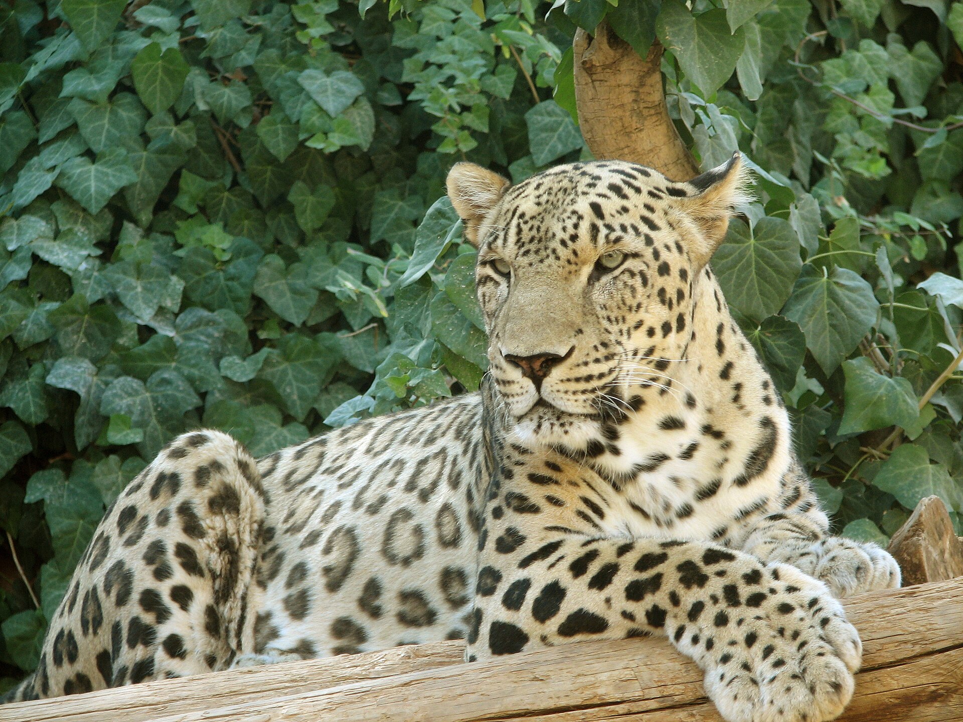 Muere cuidadora de zoológico holandés tras ataque de leopardo