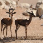 La gacela de Thomson, veloz símbolo de la sabana africana