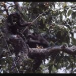 Chimpancés roban menos a sus amigos, ni por piña