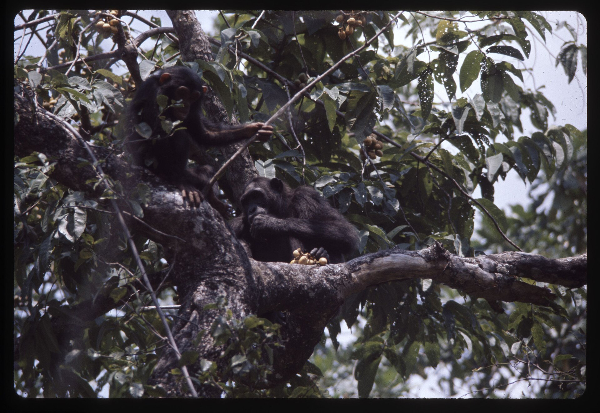 Chimpancés roban menos a sus amigos, ni por piña