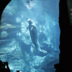 El incierto futuro de las belugas rescatadas de Marineland