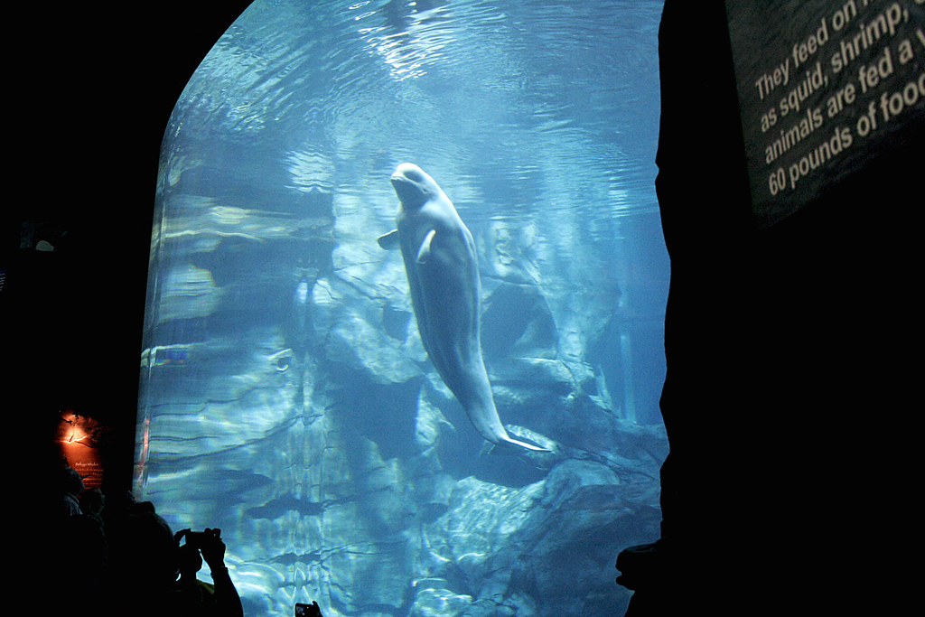 El incierto futuro de las belugas rescatadas de Marineland