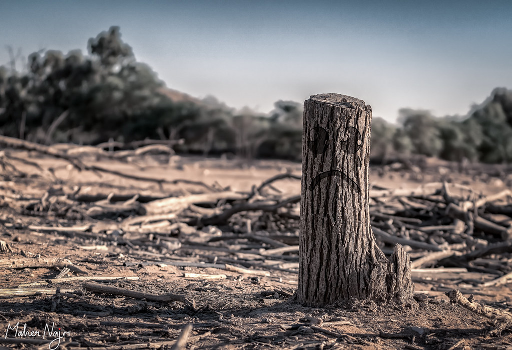 Imagen: MNmagic, PDM 1.0 (vía Openverse). Crisis maderera en EU dispara riesgo de incendios forestales