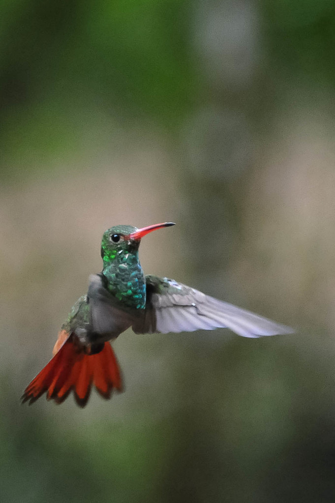 El colibrí con 'raquetas' que Wikipedia destaca hoy