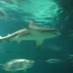 Bukangi, el tiburón de Busan que no quiere irse al mar