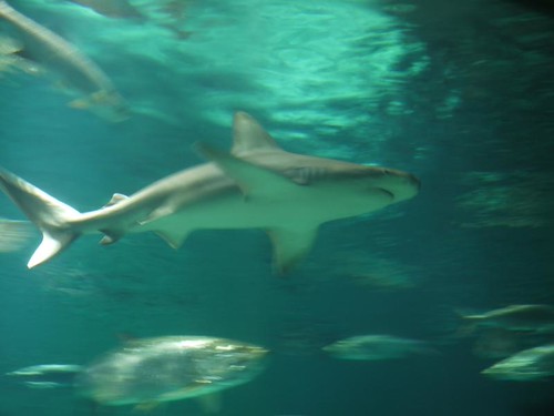 Bukangi, el tiburón de Busan que no quiere irse al mar