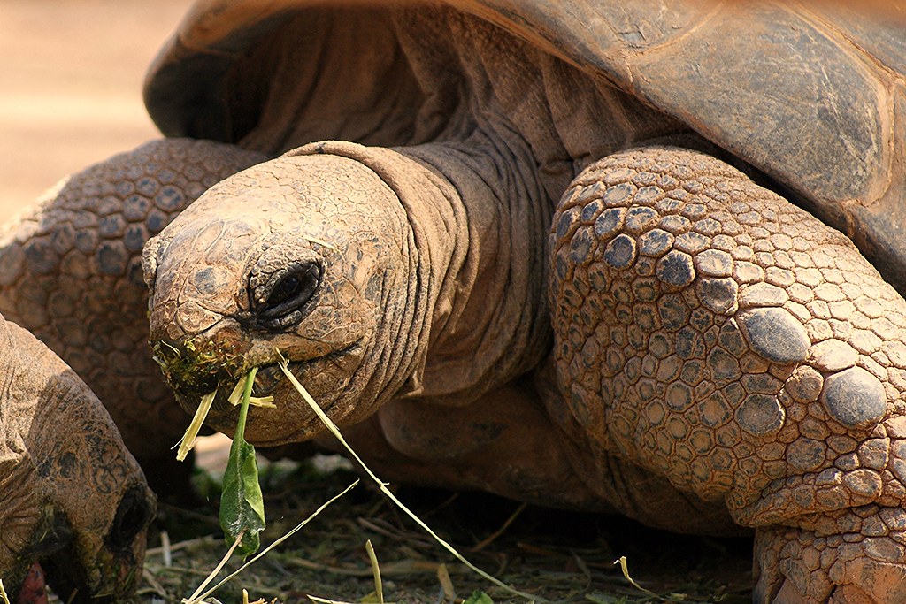 Secuencian el genoma de Jonathan, tortuga de 194 años