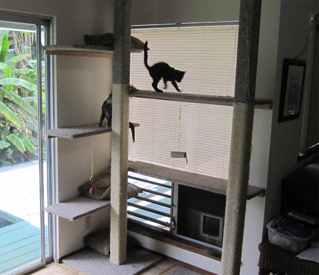 Por qué los árboles para gatos son clave, según experta