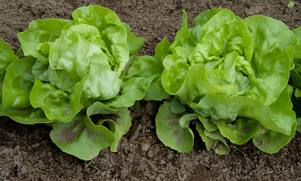 FDA halla Cyclospora en planta de Taylor Farms en México